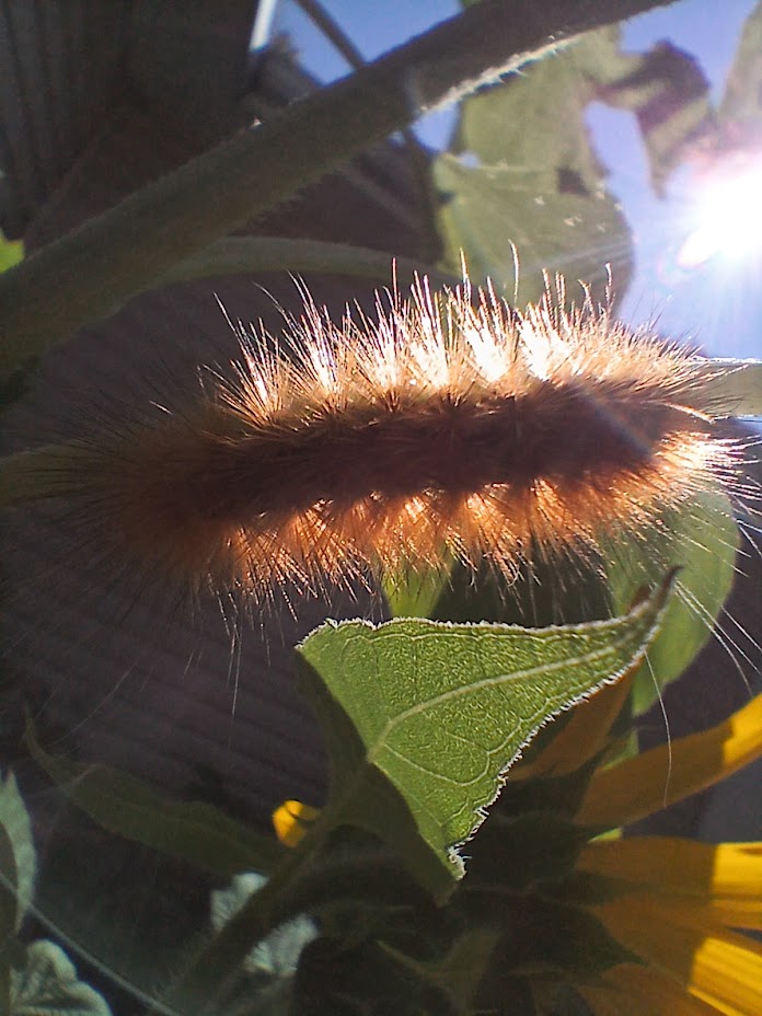 i poisoned myself again