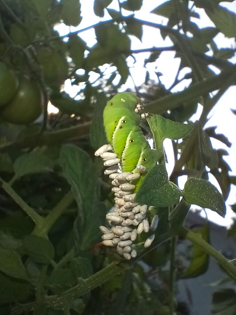 hornworms and wasp